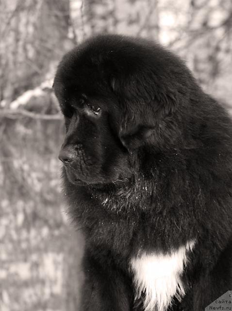 Фото: ньюфаундленд Жемчуг Гранд из Уникальной Коллекции