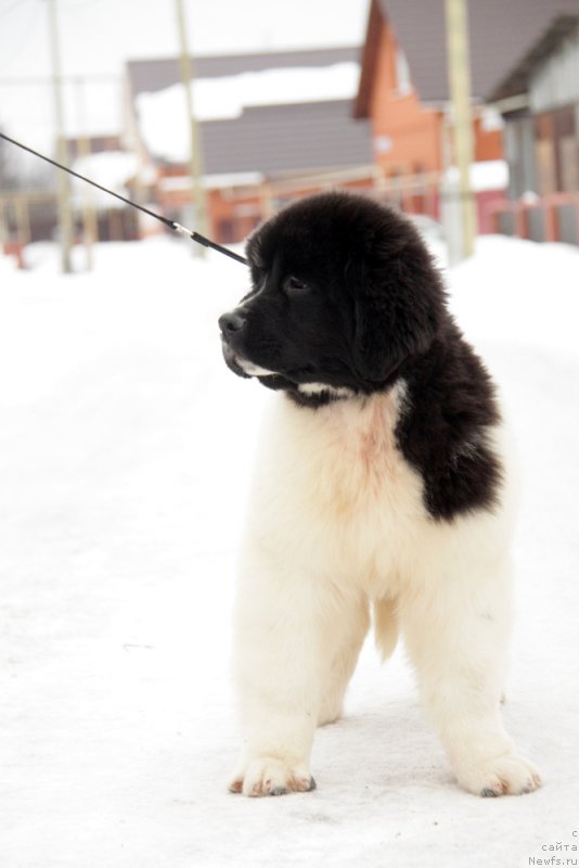 Фото: ньюфаундленд Аквиан Сонг Тейят Приор