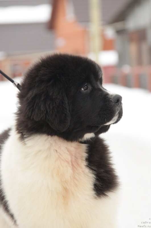 Фото: ньюфаундленд Аквиан Сонг Тейят Приор