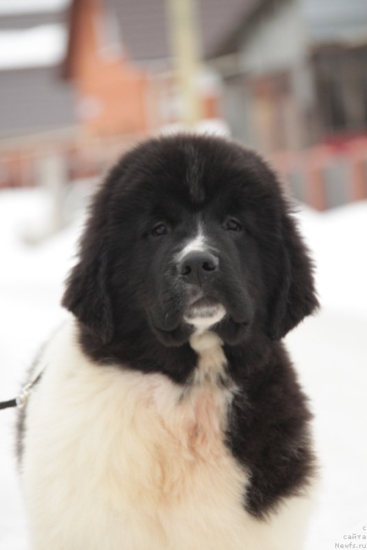 Фото: ньюфаундленд Аквиан Сонг Тейят Приор