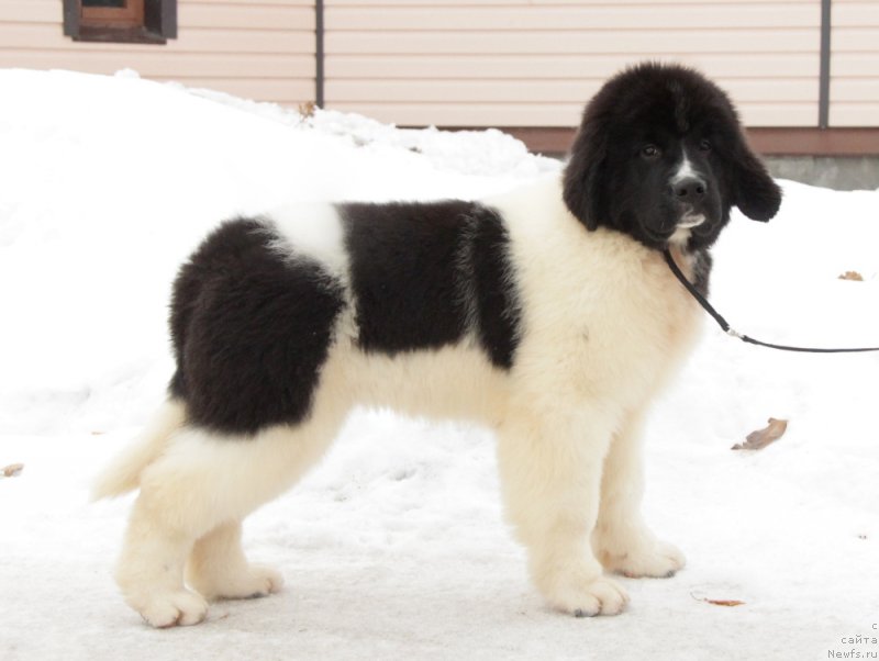 Фото: ньюфаундленд Аквиан Сонг Тейят Приор