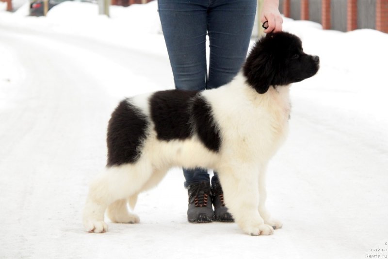 Фото: ньюфаундленд Аквиан Сонг Тейят Приор