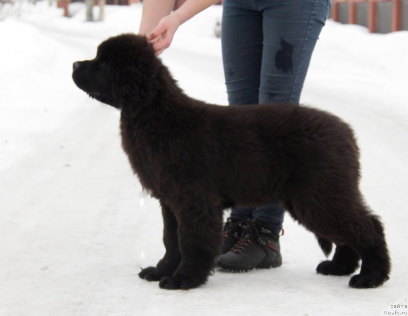 Фото: ньюфаундленд Аквиан Сонг Торнадо