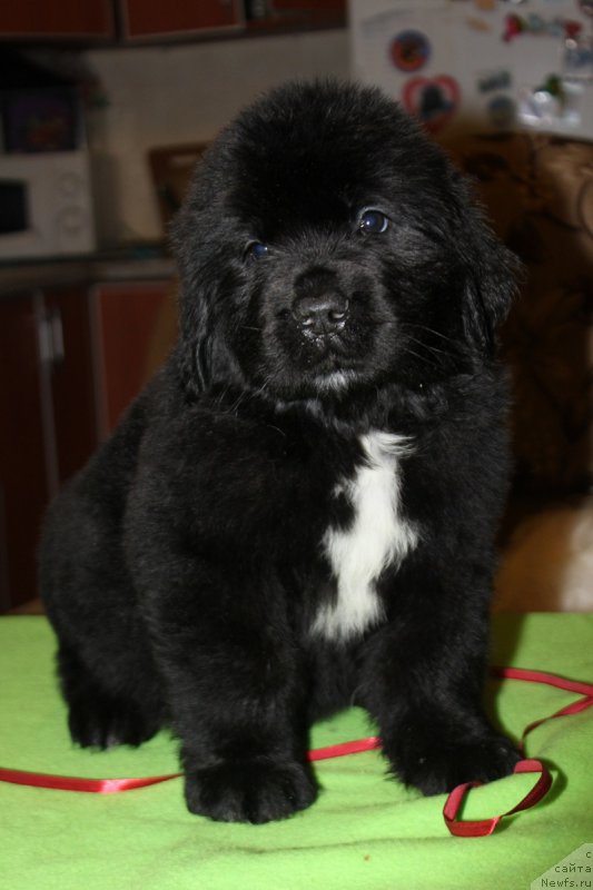 Фото: ТВ Исфахан, ньюфаундленд Маркиз Максимельен Де Марк (Markiz Maximilien de Mark)