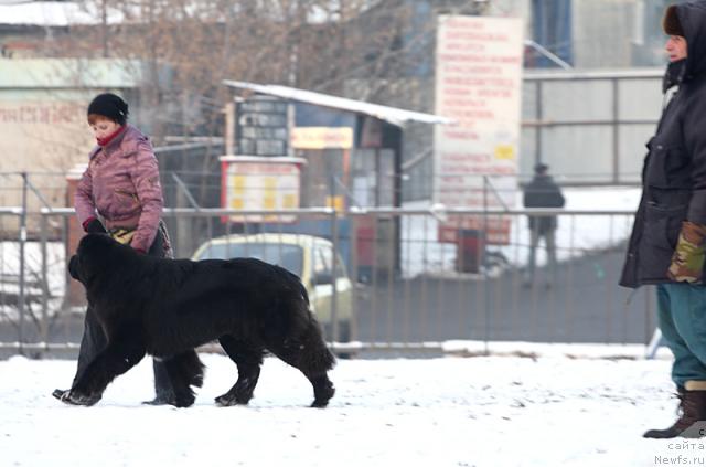 Фото: ньюфаундленд Жемчуг Гранд из Уникальной Коллекции, Ирина Долотова