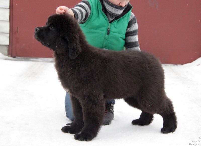 Фото: ньюфаундленд Аквиан Сонг Торнадо