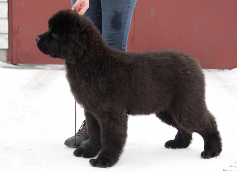 Фото: ньюфаундленд Аквиан Сонг Торнадо