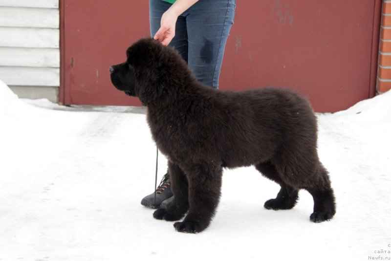 Фото: ньюфаундленд Аквиан Сонг Торнадо