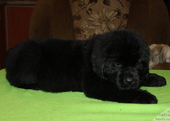 Фото: ТВ Исфахан, ньюфаундленд Маркиз Максимельен Де Марк (Markiz Maximilien de Mark)