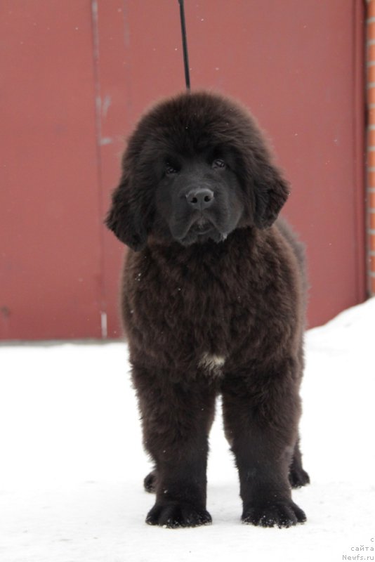 Фото: ньюфаундленд Аквиан Сонг Торнадо