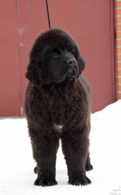 Фото: ньюфаундленд Аквиан Сонг Торнадо