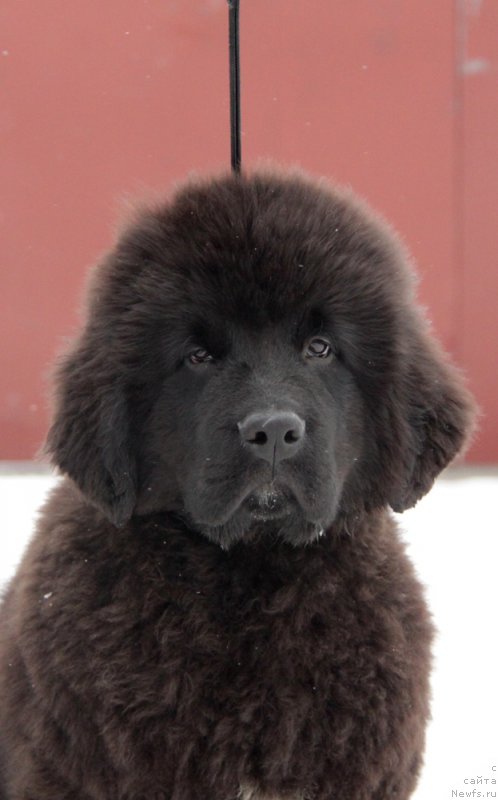 Фото: ньюфаундленд Аквиан Сонг Торнадо