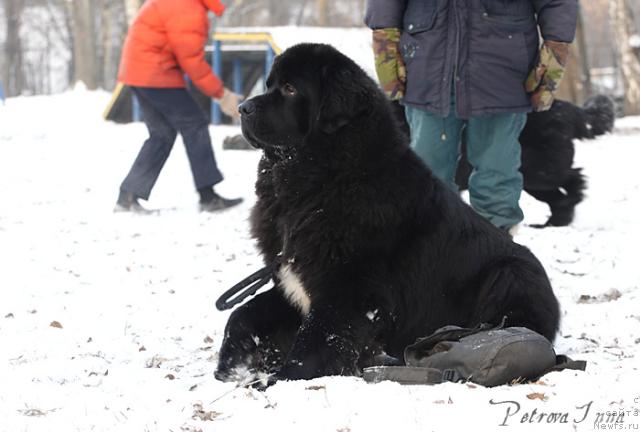 Фото: ньюфаундленд Жемчуг Гранд из Уникальной Коллекции