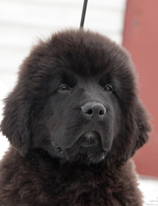 Фото: ньюфаундленд Аквиан Сонг Торнадо