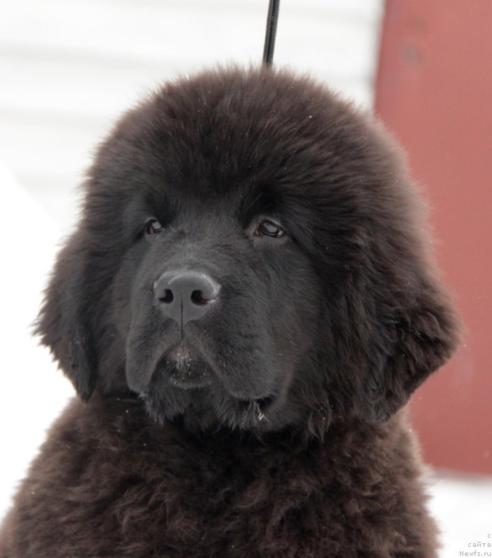 Фото: ньюфаундленд Аквиан Сонг Торнадо