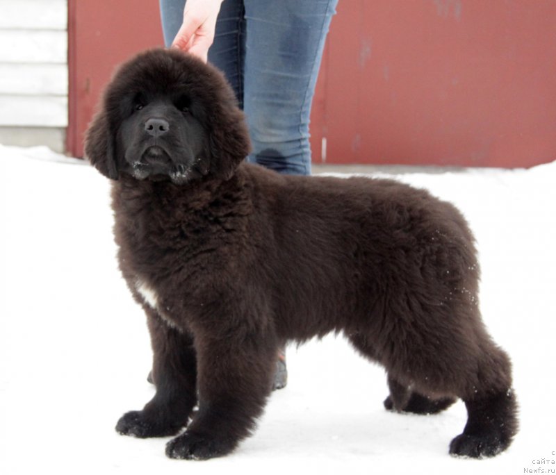 Фото: ньюфаундленд Аквиан Сонг То Фи Фи