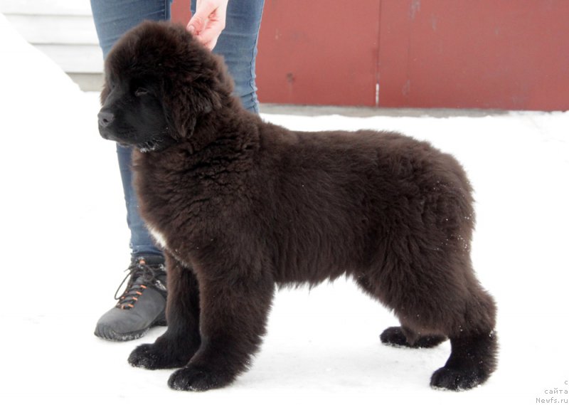 Фото: ньюфаундленд Аквиан Сонг То Фи Фи