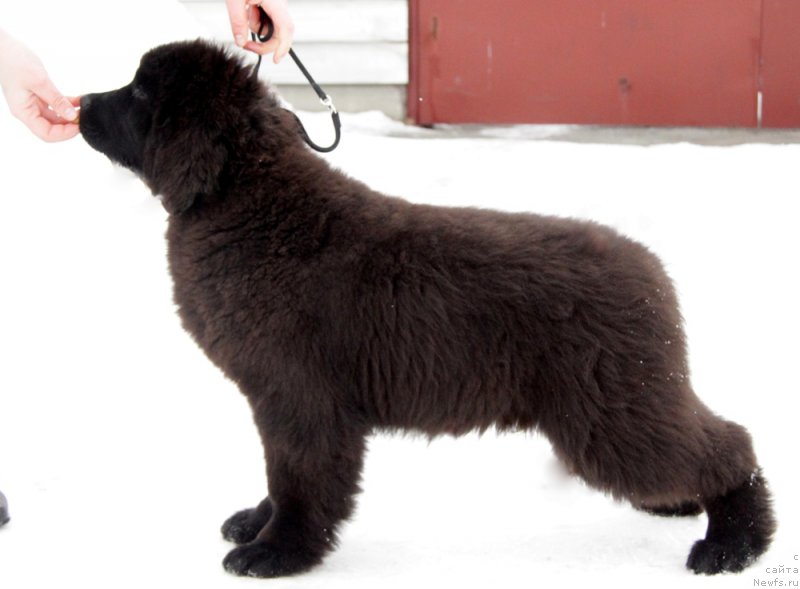 Фото: ньюфаундленд Аквиан Сонг То Фи Фи