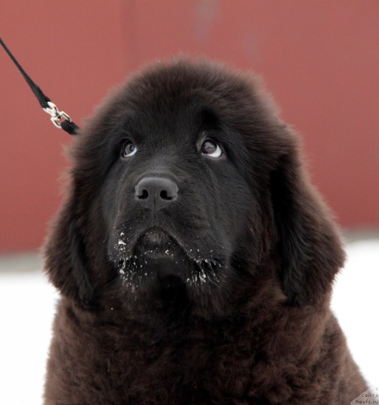 Фото: ньюфаундленд Аквиан Сонг То Фи Фи