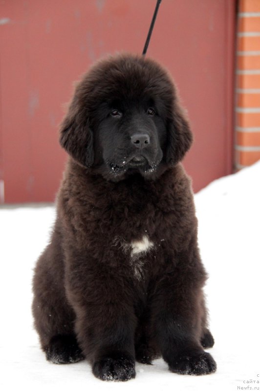 Фото: ньюфаундленд Аквиан Сонг То Фи Фи