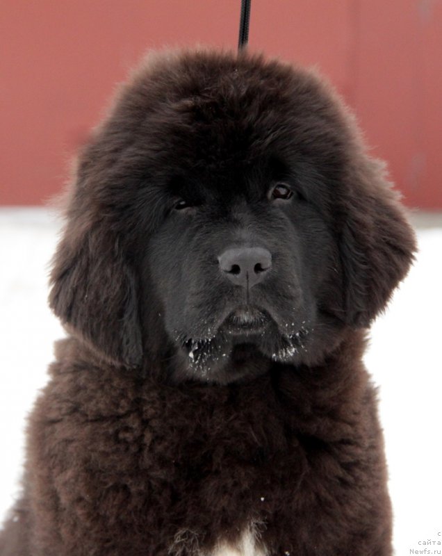 Фото: ньюфаундленд Аквиан Сонг То Фи Фи