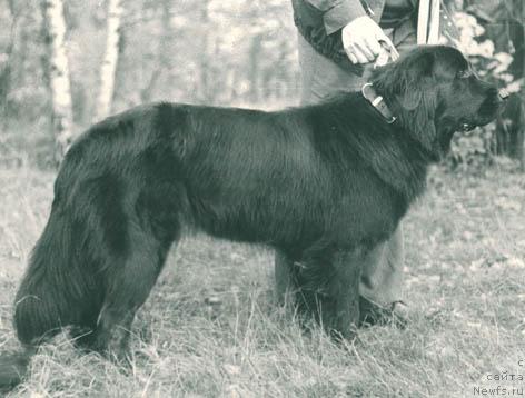 Фото: ньюфаундленд Гисона Агли