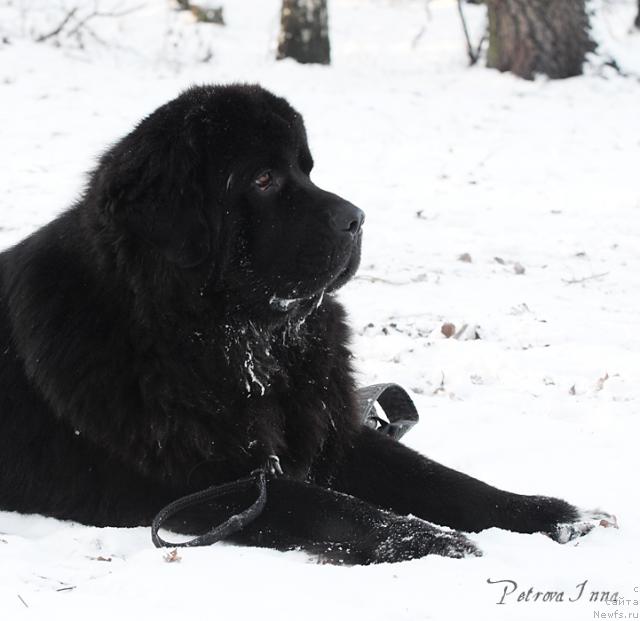 Фото: ньюфаундленд Жемчуг Гранд из Уникальной Коллекции