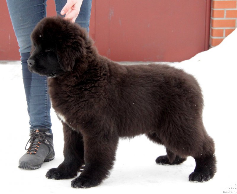 Фото: ньюфаундленд Аквиан Сонг То Фи Фи