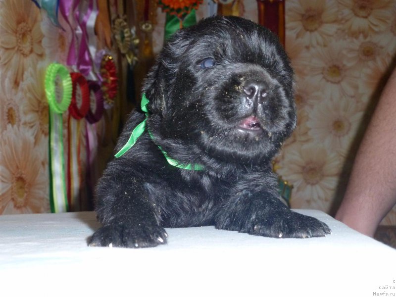 Фото: ньюфаундленд Dolce Vita Laskovyi Gigant