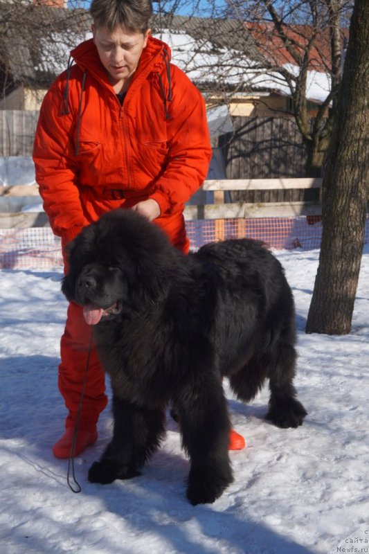 Фото: ньюфаундленд Династик Брэнч Яндекс Хапинесс (Dynastic Branch Yandex Hapiness)