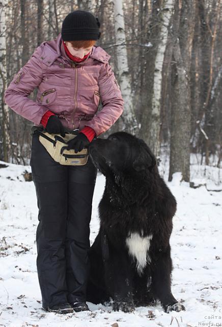 Фото: ньюфаундленд Жемчуг Гранд из Уникальной Коллекции, Ирина Долотова