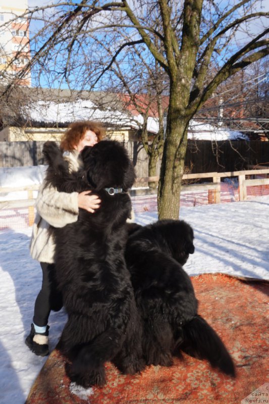 Фото: Елена Шмелева, ньюфаундленд Потап Снежинка на Счастье (Potap Snezhinka na Schastie)