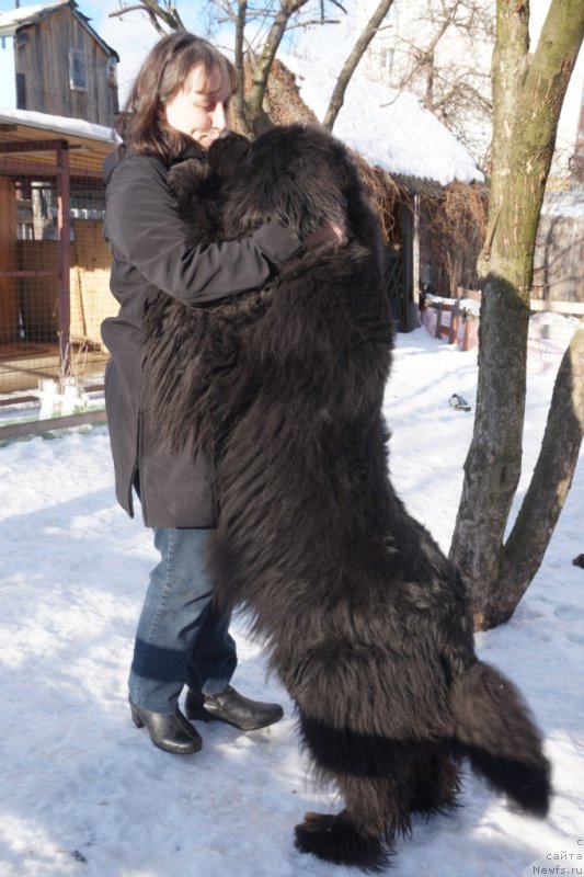 Фото: Татьяна Гребенюк, ньюфаундленд Потап Снежинка на Счастье (Potap Snezhinka na Schastie)