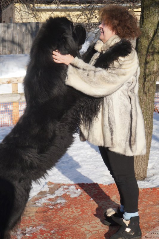 Фото: Елена Шмелева, ньюфаундленд Бридж Овер Траблд Ривер (Bridge Over Troubled River)