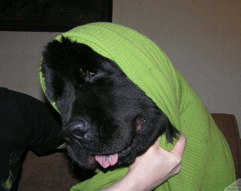 Фотография № 221523