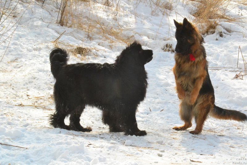 Фото: ньюфаундленд Талисман Моря Мишель