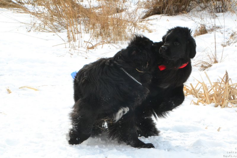 Фото: ньюфаундленд Талисман Моря Мишель, ньюфаундленд Талисман Моря Корвет (Talisman Morya Korvet)