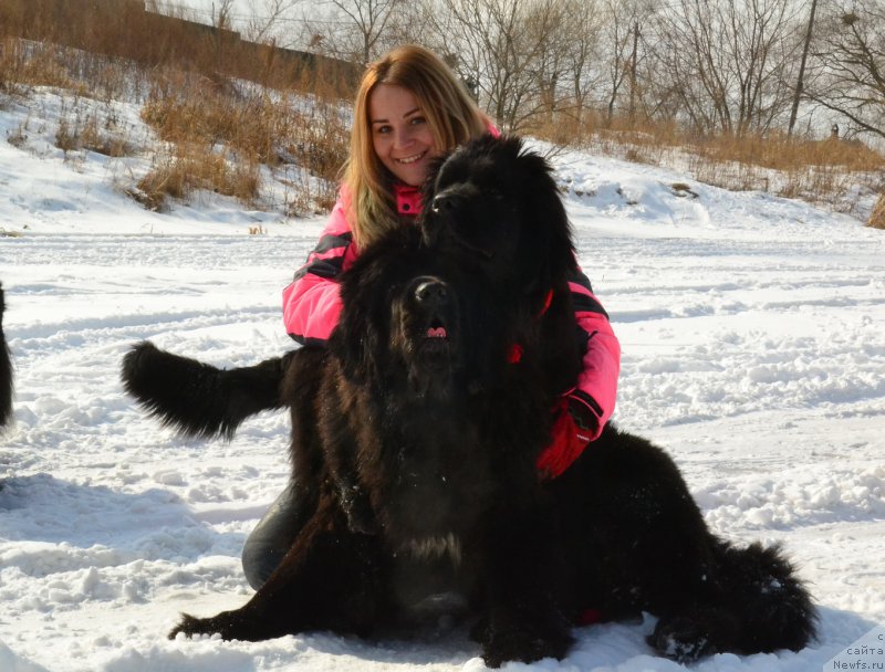 Фото: ньюфаундленд Талисман Моря Ла-Валетта, ньюфаундленд Талисман Моря Корвет (Talisman Morya Korvet)