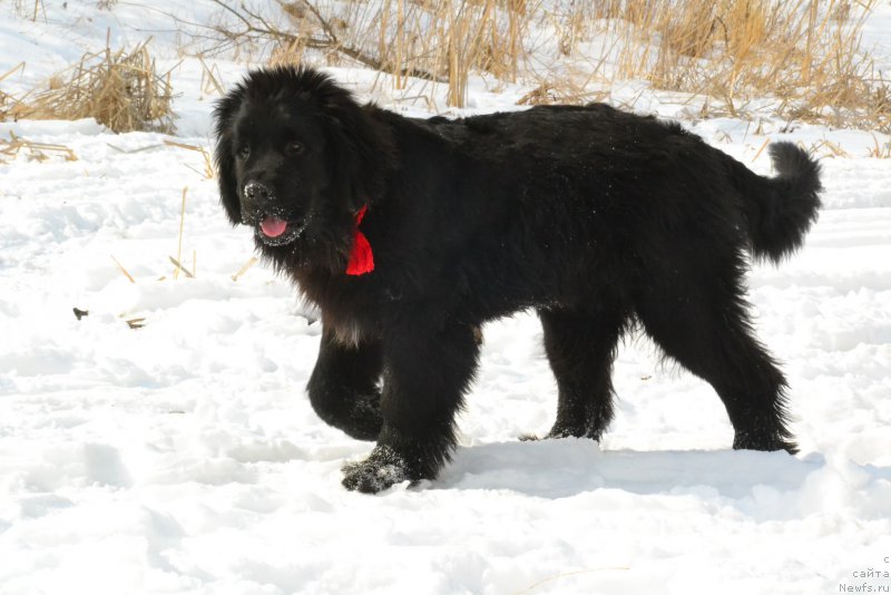 Фото: ньюфаундленд Талисман Моря Корвет (Talisman Morya Korvet)