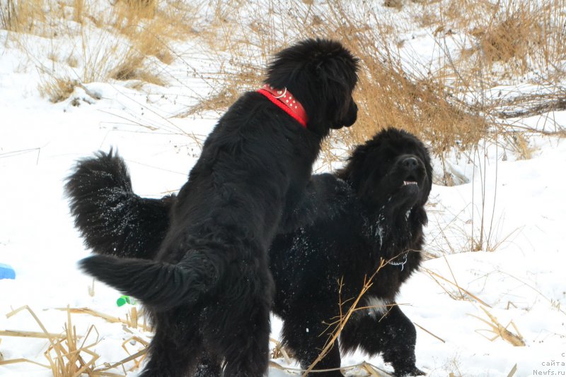 Фото: ньюфаундленд Талисман Моря Ла-Валетта, ньюфаундленд Талисман Моря Корвет (Talisman Morya Korvet)