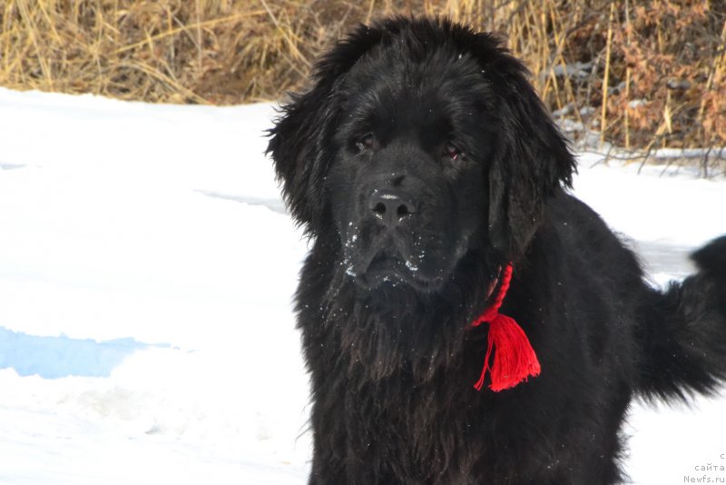Фото: ньюфаундленд Талисман Моря Корвет (Talisman Morya Korvet)
