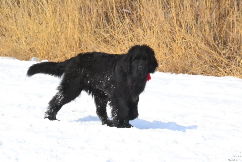 Фото: ньюфаундленд Талисман Моря Корвет (Talisman Morya Korvet)