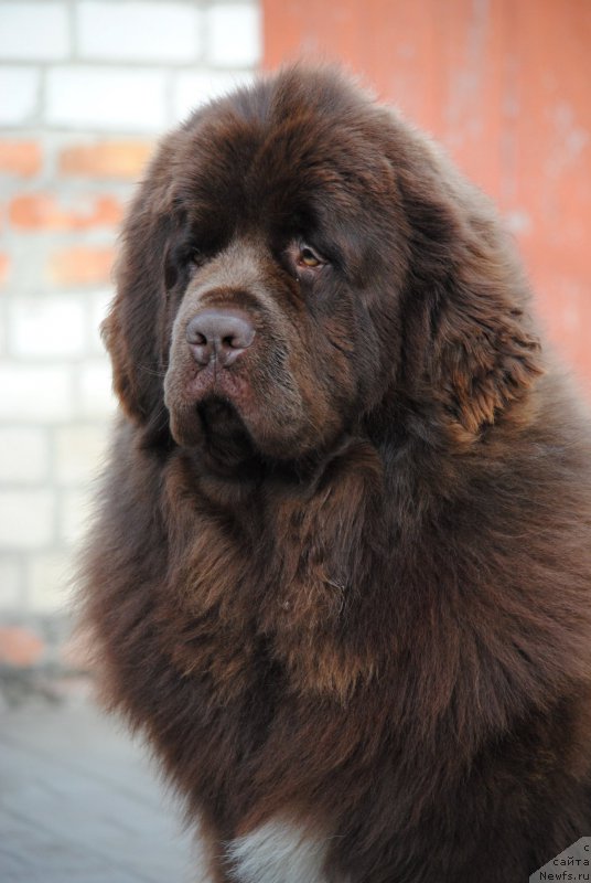 Фото: ньюфаундленд Faraon Cancrimo
