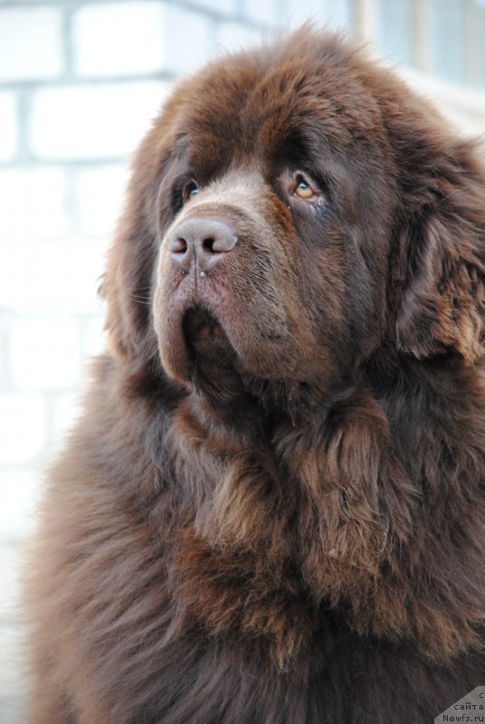 Фото: ньюфаундленд Faraon Cancrimo