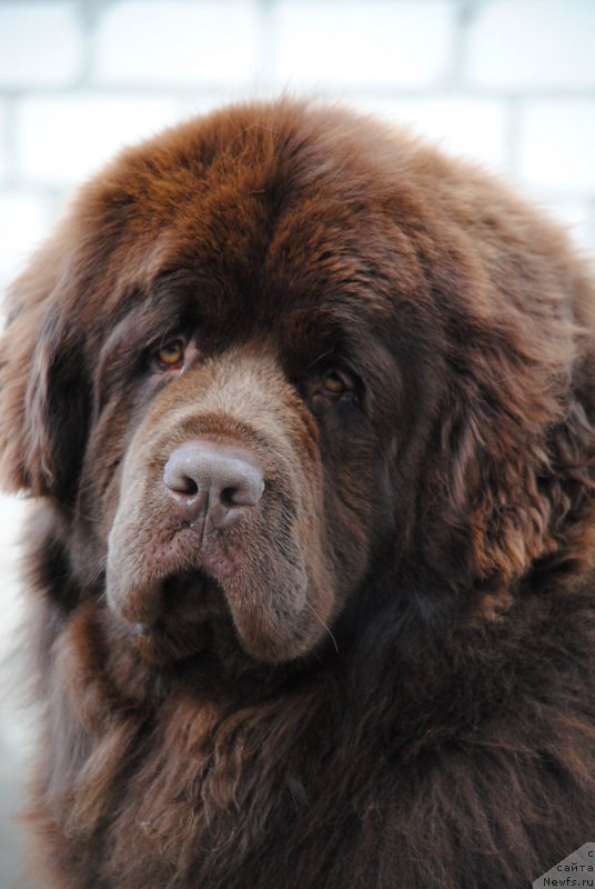 Фото: ньюфаундленд Faraon Cancrimo