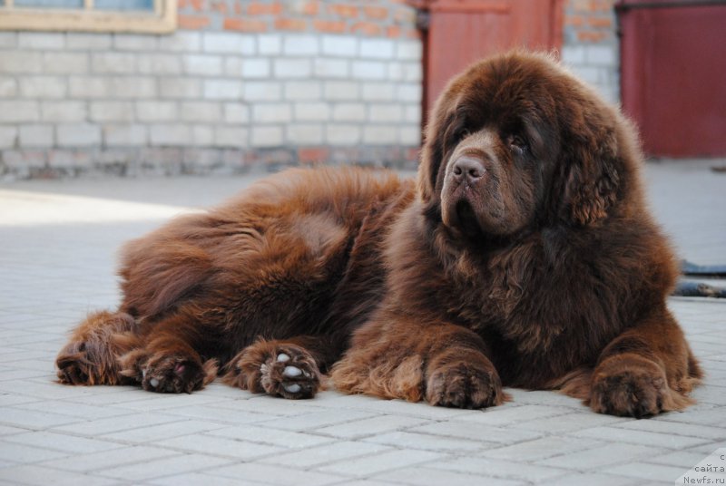 Фото: ньюфаундленд Faraon Cancrimo