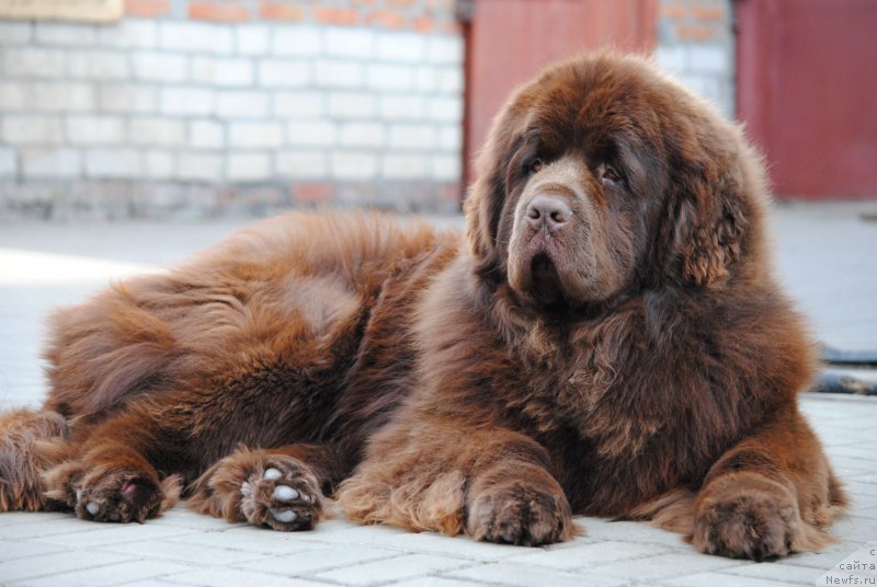 Фото: ньюфаундленд Faraon Cancrimo