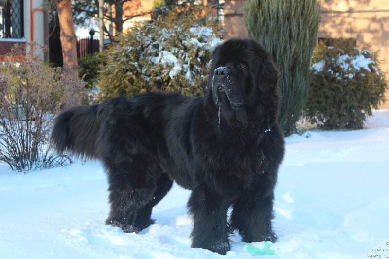Фото: ньюфаундленд Их Высочество Бишоп Карл (Ih Visochestvo Bishop Karl)