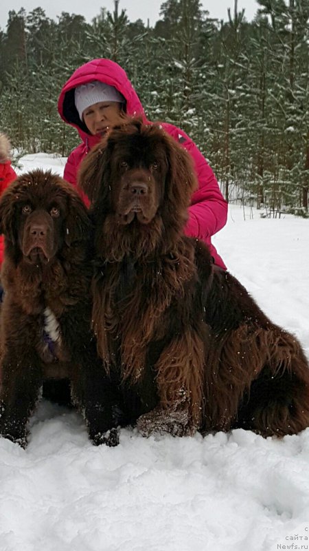 Фото: ньюфаундленд Браунблад МСК Альпина Гуардиан Соул (Brownblood MSK Alpina Guardian Soul), ньюфаундленд Newettas Vanessa