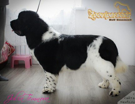 Фотография № 221565